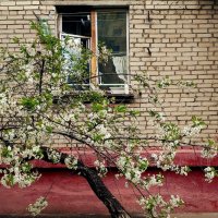 вишня у окна :: Любовь 