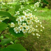 Черёмуха обыкновенная :: Наиля 