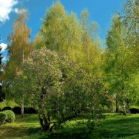 Нежная зелень в центре столицы. :: Татьяна Помогалова Нежная зелень в центре столицы. :: Татьяна Помогалова