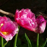 Промокшие от дождя. :: Милешкин Владимир Алексеевич 