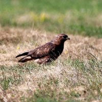 Канюк сарыч обыкновенный. :: Восковых Анна Васильевна Канюк сарыч обыкновенный. :: Восковых Анна Васильевна