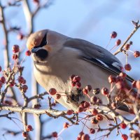 Свиристель. :: Виктор Иванович Чернюк Свиристель. :: Виктор Иванович Чернюк