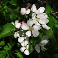 Цветет Яблоня :: Рита Симонова