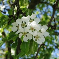 Цветет Груша :: Рита Симонова