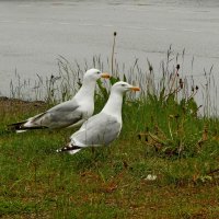 Чайки у городской трассы :: Сергей Швечков Чайки у городской трассы :: Сергей Швечков