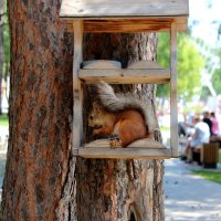 Белка в "коробочке" :: Марсель Валеев