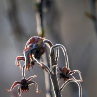 Сухоцвет :: Lyubov Busova