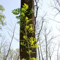 Новая ветка :: Фёдор Меркурьев