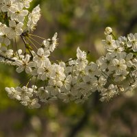 Основная примета весны. :: Петр Беляков