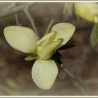 ...с магнолией.. :: Aleksandr Gal