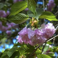 Сакура :: Валентин Семчишин