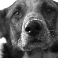 Добрый пёс :: Геннадий Валеев