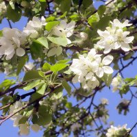 Яблоня в цвету - весны рожденье :: Ольга Довженко Яблоня в цвету - весны рожденье :: Ольга Довженко