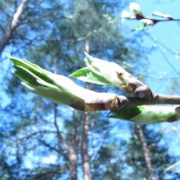 Начало :: Геннадий 