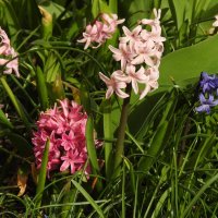 весна :: ИННА ПОРОХОВА