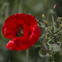 Маки :: Светлана Тихонина Маки :: Светлана Тихонина