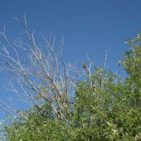 Коршун :: Anna Ivanova