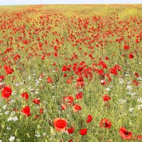 Маки до горизонта :: Геннадий Валеев Маки до горизонта :: Геннадий Валеев