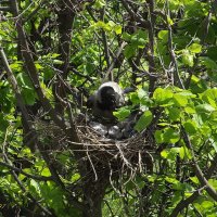 Заботливая мама :: Freddy 97