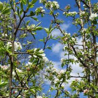 где-то только начинают цвести яблони :: Anna-Sabina Anna-Sabina