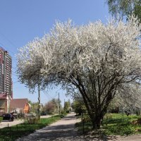 Быстро понеслась пора цветения... :: Татьяна Машошина