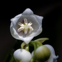 Сердце ландыша :: Андроник Александр 