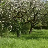 Цветущий сад. :: Lucy Schneider 