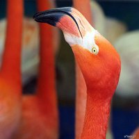 кто самый красивый :: Олег Лукьянов