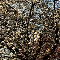 Весенние зарисовки 113 :: Алексей Кузнецов