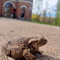 Жаба :: Сапсан 