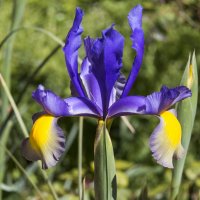 Ирис Сапфир Бьюти :: Светлана Тихонина