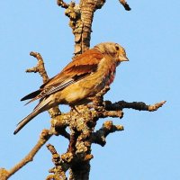 Реполов коноплянка. :: Восковых Анна Васильевна 