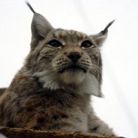 Рысь :: Иван Литвинов