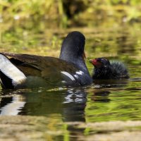 Мама накормит. (Камышница) :: Alexander Amromin Мама накормит. (Камышница) :: Alexander Amromin