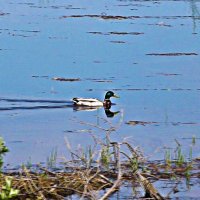 Май...Кряква на протоке Сырой Аган. :: Владимир Май...Кряква на протоке Сырой Аган. :: Владимир