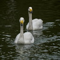 *** :: Владимир 