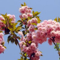 Розовое чудо :: Фёдор Меркурьев