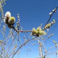 так начинался апрель :: Елена Шаламова