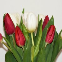 Тюльпаны. :: Наташа *****