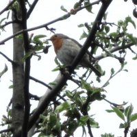 Заряночка :: Дмитрий Никитин