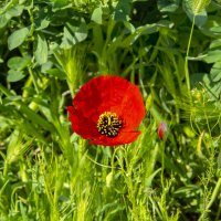 Мак :: Анатолий Чикчирный