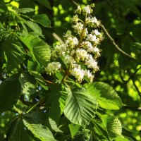 Каштаны цветут :: Валентин Семчишин