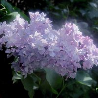 Нежность сирени :: Елена Семигина