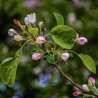 Весна :: Oleg4618 Шутченко Весна :: Oleg4618 Шутченко