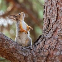 Белка что-то высматривает :: Александр Синдерёв