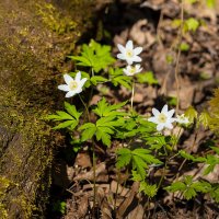 Ветреница дубравная около бревна :: Александр Синдерёв