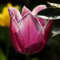 О весне :: Юрий. Шмаков О весне :: Юрий. Шмаков