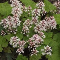 Май в зелёных травах, как в сорочке, он плывёт подобно кораблю… :: Freddy 97