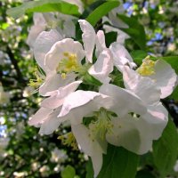 Весеннее цветение :: Сергей Карачин Весеннее цветение :: Сергей Карачин