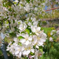 Яблони в цвету :: Татьяна Пальчикова